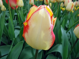 Keukenhof (17)